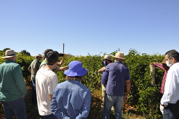Extensionistas rurais conheceram casos de sucesso em sistemas de produção de maracujá a céu aberto (foto) e em estufa