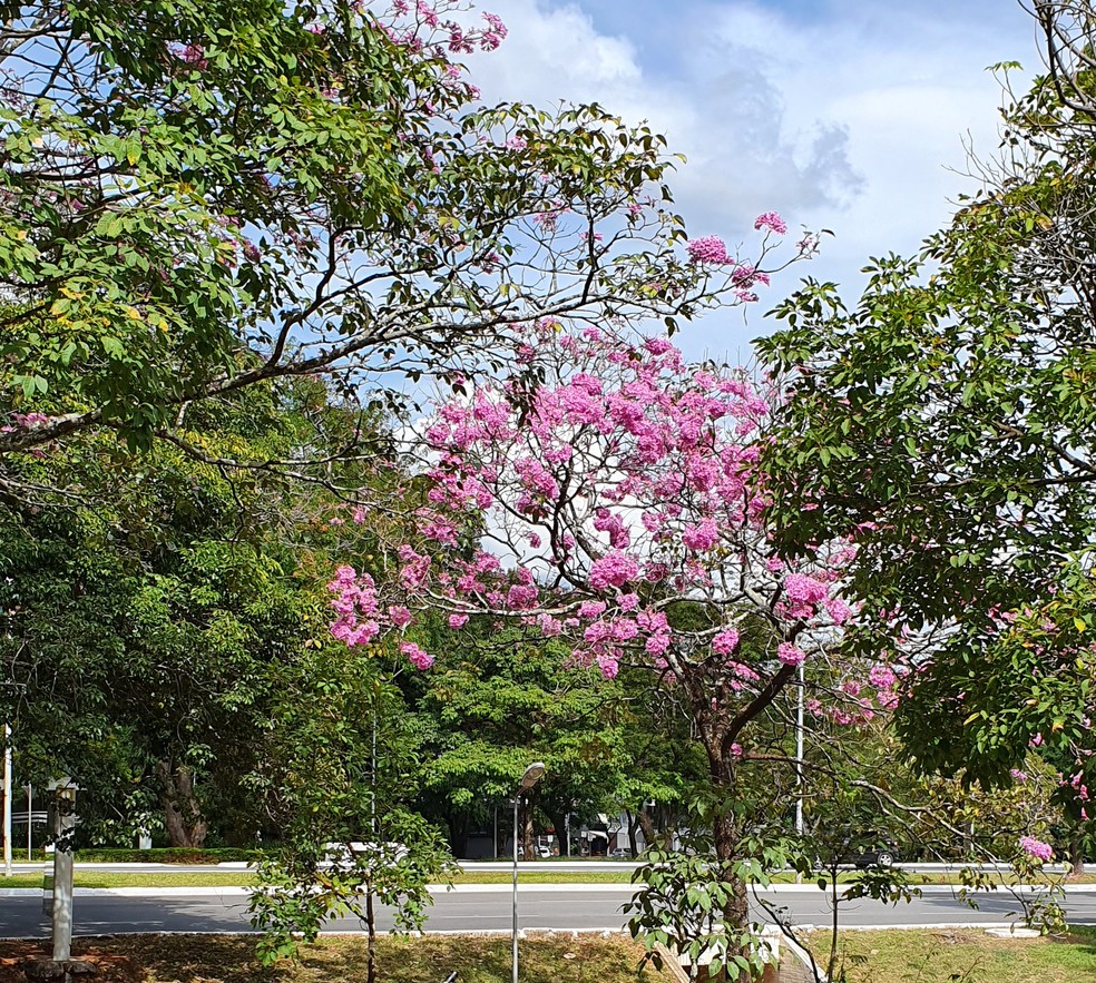 Pessoa fotografa Ipê em Brasília — Foto: Paula Sicsú / Reprodução