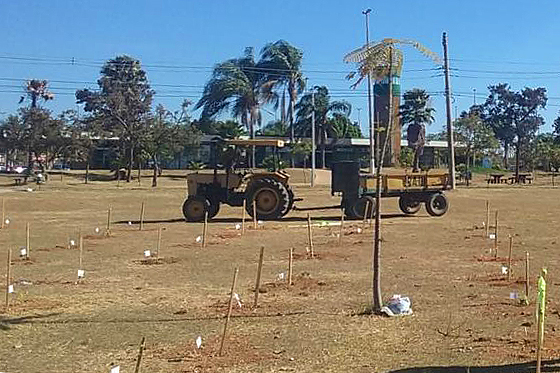 Estacas de propagandas irregulares são usadas para apoiar mudas | Fotos: Divulgação/GDF Presente