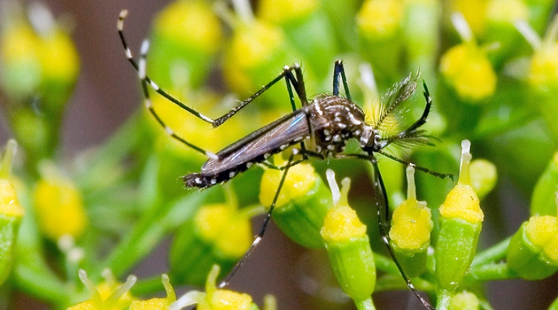 A força-tarefa é para diminuir os níveis de infestação do Aedes aegypti e a incidência de casos de dengue, chikungunya e zika, doenças transmitidas pelo inseto