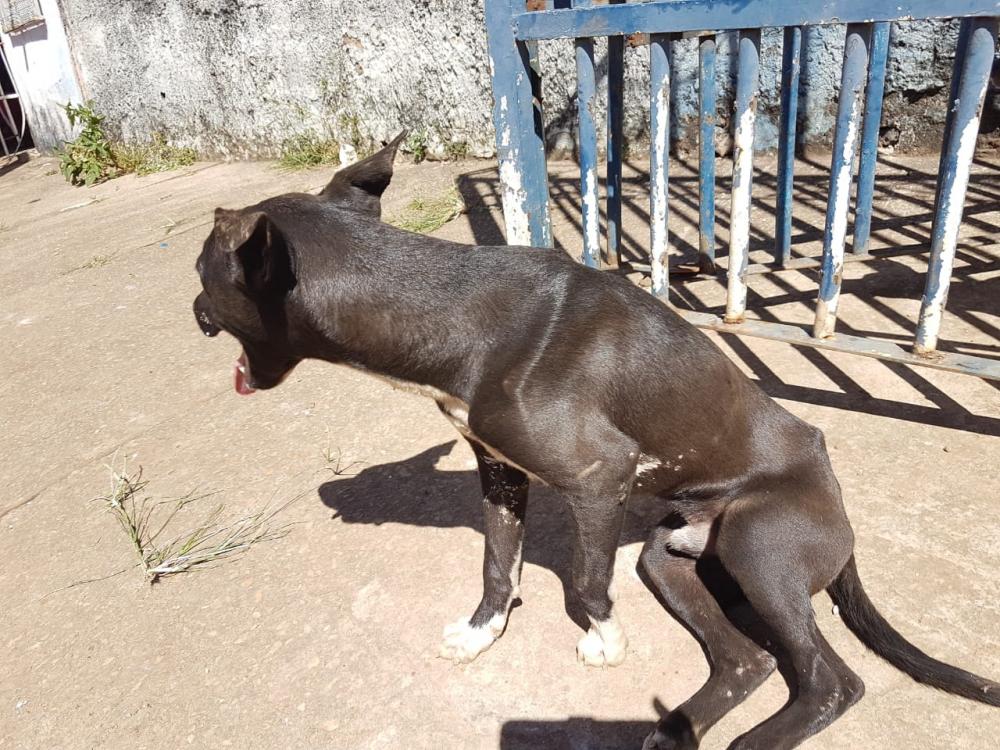 De 2021 para 2022 o DF registrou um aumento de 65% no número de ocorrências de crimes relacionados a maus-tratos contra os animais | Foto: Divulgação/ Ibram