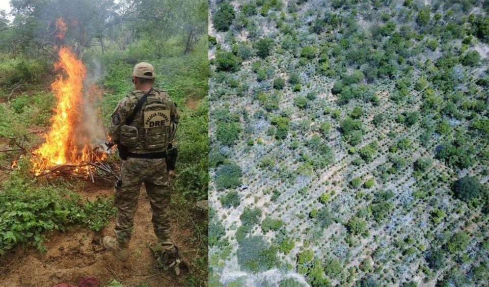 Pés de maconha foram localizados e destruídos após investigação da PF em Salgueiro. Foto: Divulgação PF