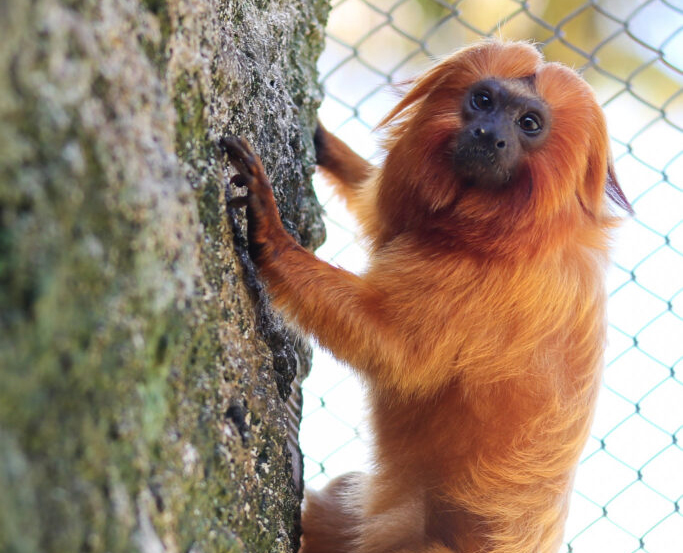 A fêmea de mico-leão-dourado cumprirá uma quarentena no Zoológico de Brasília, onde deve passar pela fase de adaptação ao novo ambiente, antes de poder ser visitada pelo público | Foto: Divulgação/Governo do Estado de Pernambuco