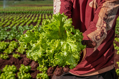 A edição anterior do programa contratou 670 produtores de 92 municípios, e distribuiu mais de 960 toneladas de alimentos, impactando mais de 100 mil pessoas. Na atual edição o investimento é de R$ 12 milhões (Foto: Crédito: Enio Tavares/Seapa-GO)
