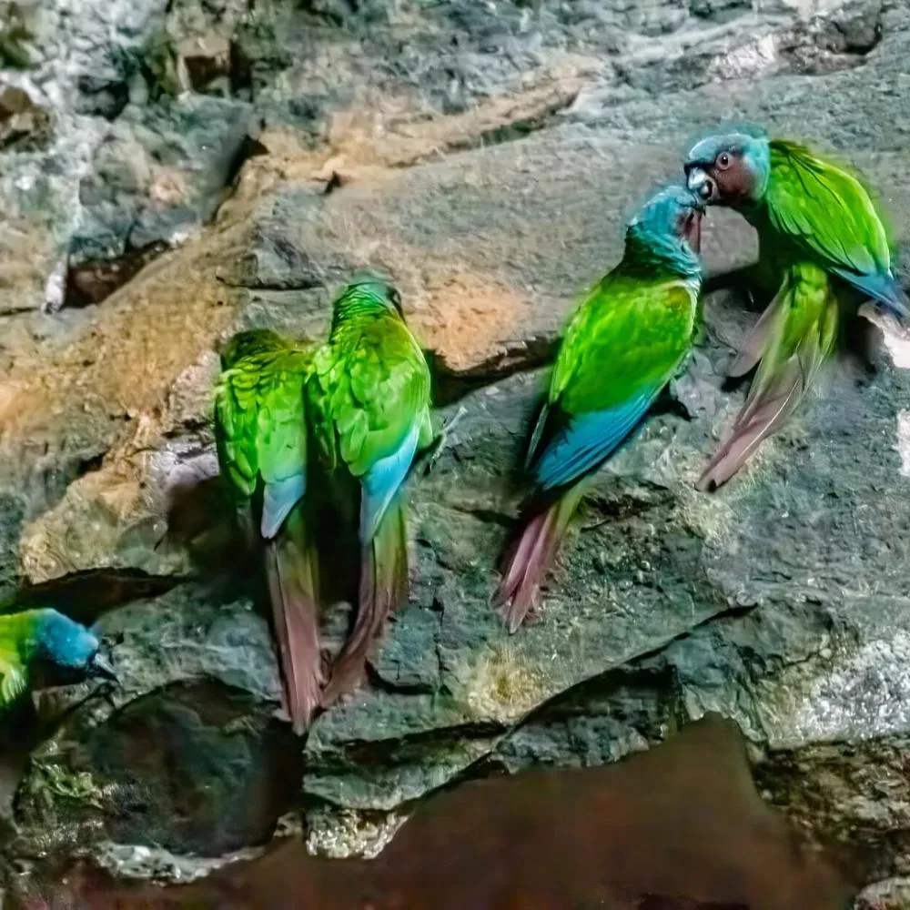 Foto: Divulgação Goiás Turismo - Legenda: Tiriba do Paranã, que pode ser visto em Guarani de Goiás, é uma das espécies mais procuradas pelos amantes de birdwatching