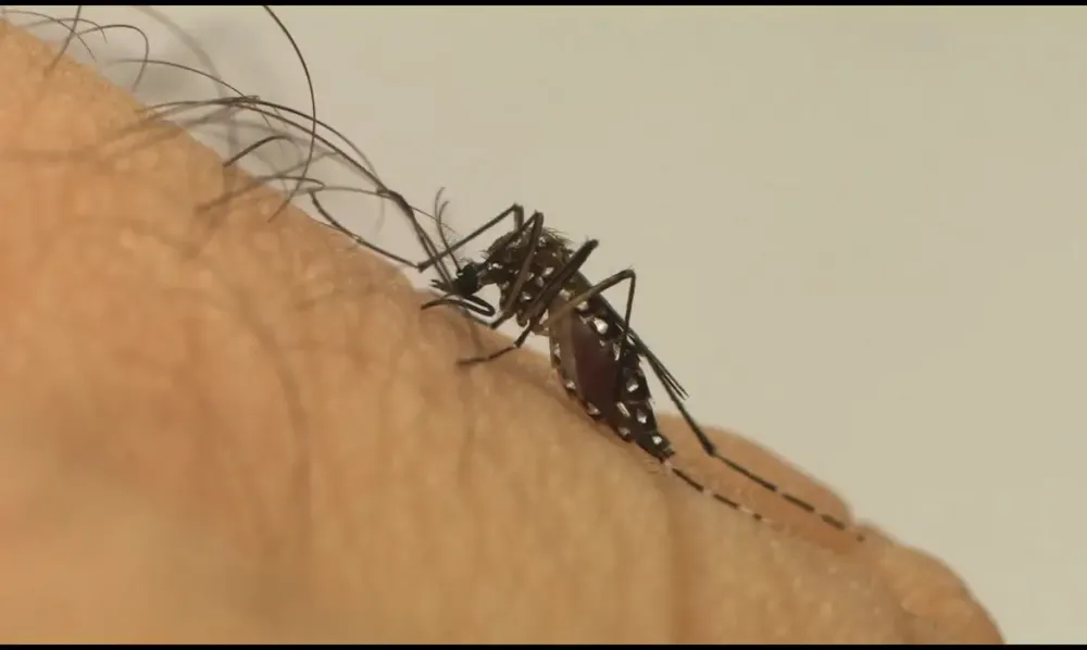 Mosquito aedes aegypti / Divulgação / Fiocruz