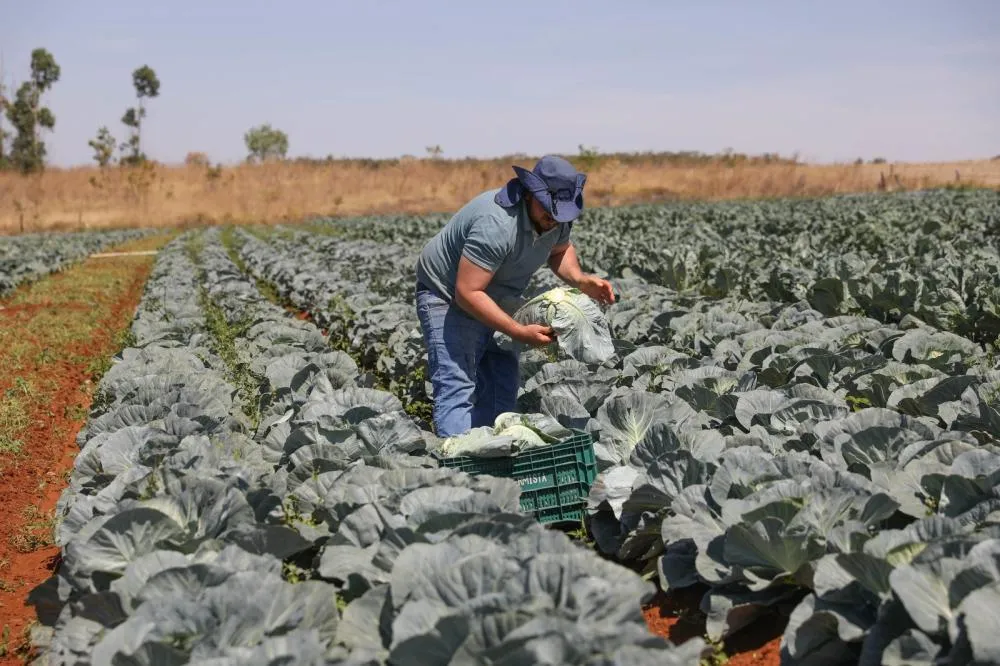 O programa financia desde a compra de máquinas, equipamentos e sistemas de irrigação até projetos de energia renovável e agroindustrialização, com prazos que podem chegar a dez anos para pagamento | Foto: Matheus H. Souza/Agência Brasília