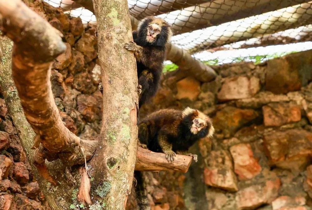 Foto: Divulgação/Zoológico