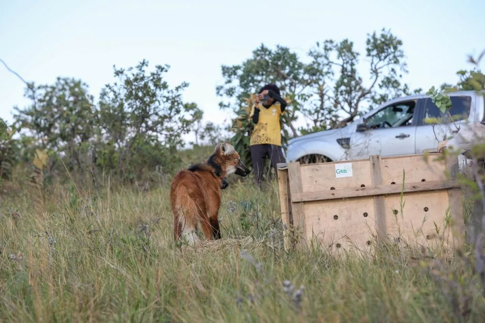 O resgate da fauna silvestre foi uma das prioridades do Brasília Ambiental em 2025 | Foto: Divulgação/Brasília Ambiental