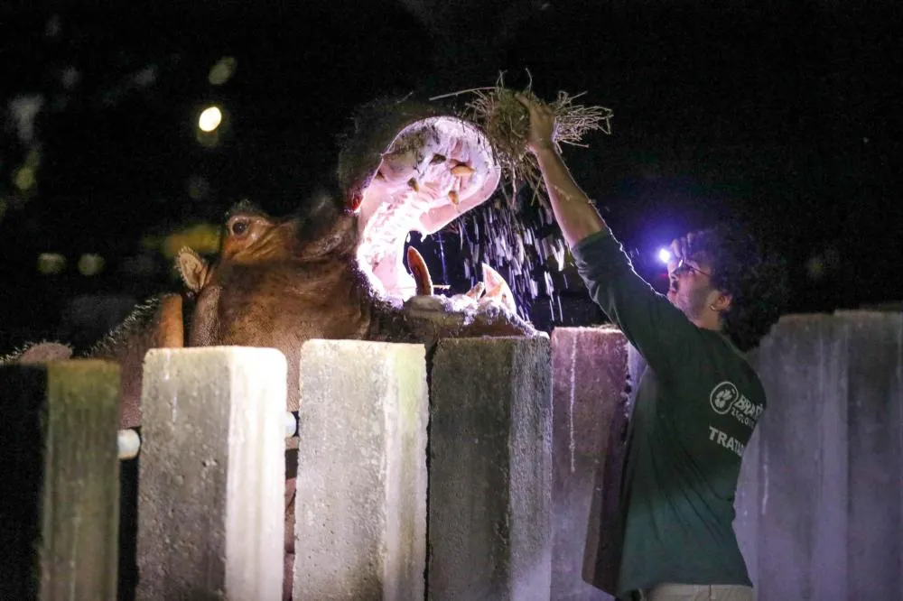 O Zoo Noturno apresenta uma visão diferente do dia a dia dos animais | Foto: Joel Rodrigues/Agência Brasília
