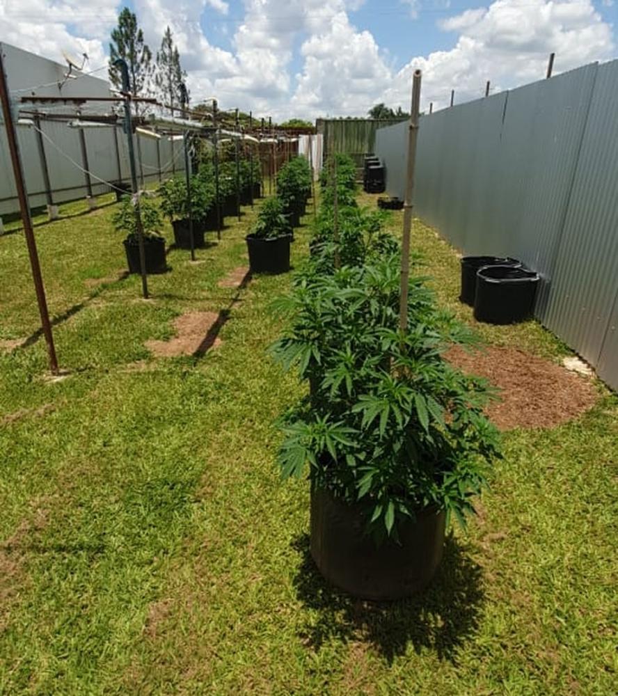 Pés de maconha apreendidos em casa de delegado da PCDF, em São Sebastião — Foto: PCDF/Divulgação